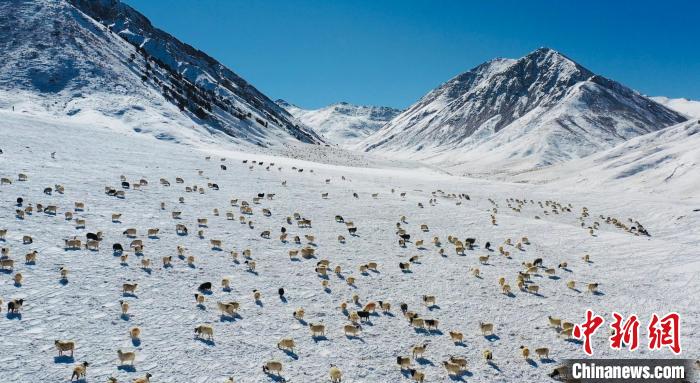 圖為羊群在雪地里覓食?！《继m縣融媒體中心供圖