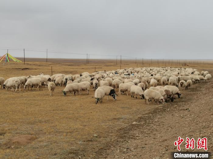 圖為瑪多藏羊?！‖敹嗫h委宣傳部 供圖