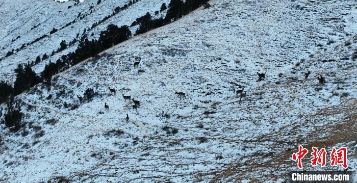 圖為巖羊和馬鹿集體在雪地里休憩?！《继m縣融媒體中心 供圖
