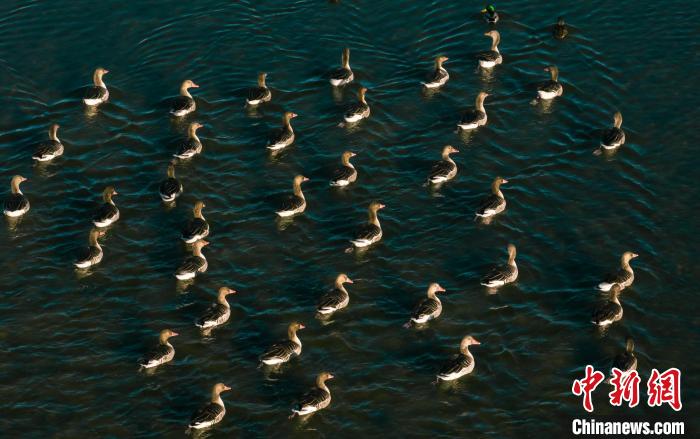 圖為湖中的野生鳥類。　何啟金 攝