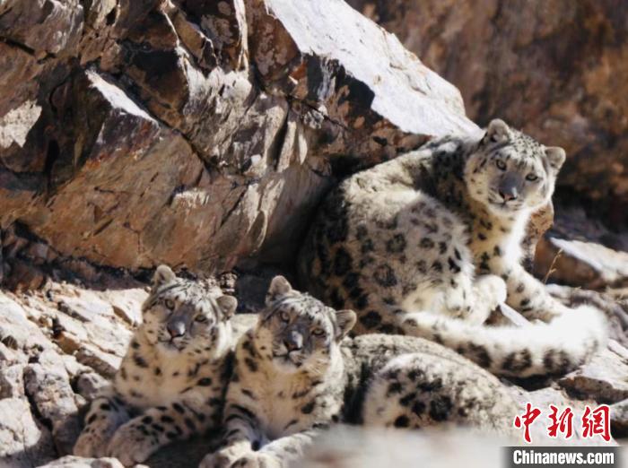 青海都蘭：雪豹、兔猻等多種珍稀野生動物亮相