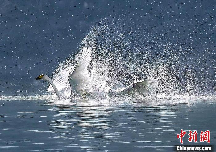 圖為大天鵝在水中嬉戲?！?yán)桉 攝