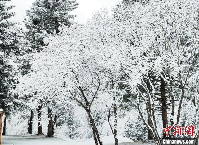 大熊貓國家公園王朗片區(qū)春雪如畫，宛若仙境?！×_春平 攝