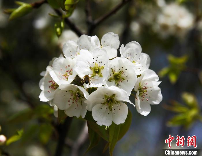 圖為盛開的梨花。　祁增蓓 攝