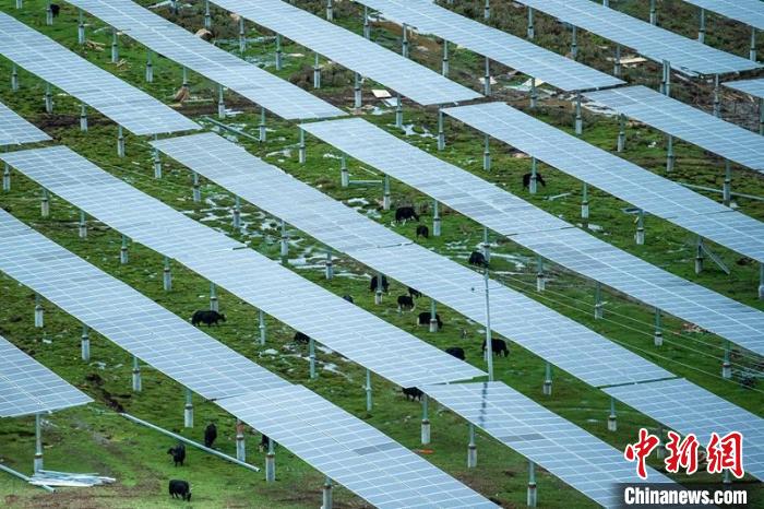 柯拉光伏板距地面高度超過1.8米，可滿足植被生長需要，又能保障牛羊放牧空間，實現(xiàn)“牧光”互補?！⒅铱?攝