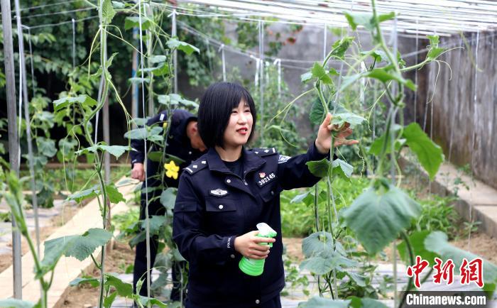 圖為李冬雪在溫室大棚里勞作?！∥鞑爻鋈刖尺叿罊z查總站供圖