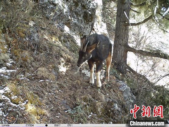 圖為相同位點(diǎn)記錄到的國家二級重點(diǎn)保護(hù)野生動(dòng)物—中華鬣羚?！≈袊茖W(xué)院昆明動(dòng)物研究所提供