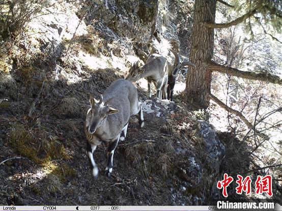 圖為相同位點(diǎn)記錄到的雪豹主要獵物—巖羊。　中國科學(xué)院昆明動(dòng)物研究所提供
