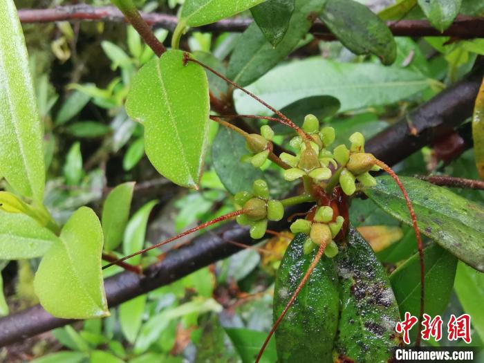 圖為折萼杜鵑果實圖?！≈锌圃豪ッ髦参镅芯克峁? oldsrc=