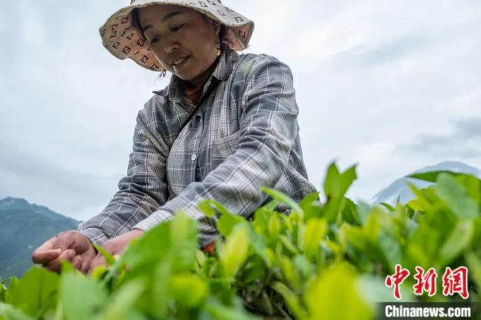 圖為墨脫縣背崩鄉(xiāng)門巴族民眾采摘茶葉。