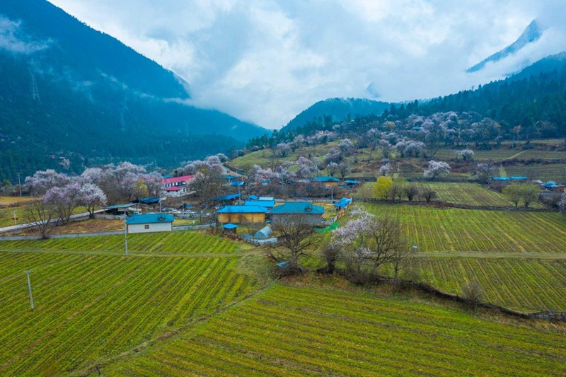 桃花村。 張靜攝