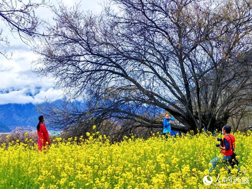 游客在桃花下拍照留念。人民網(wǎng) 李海霞攝