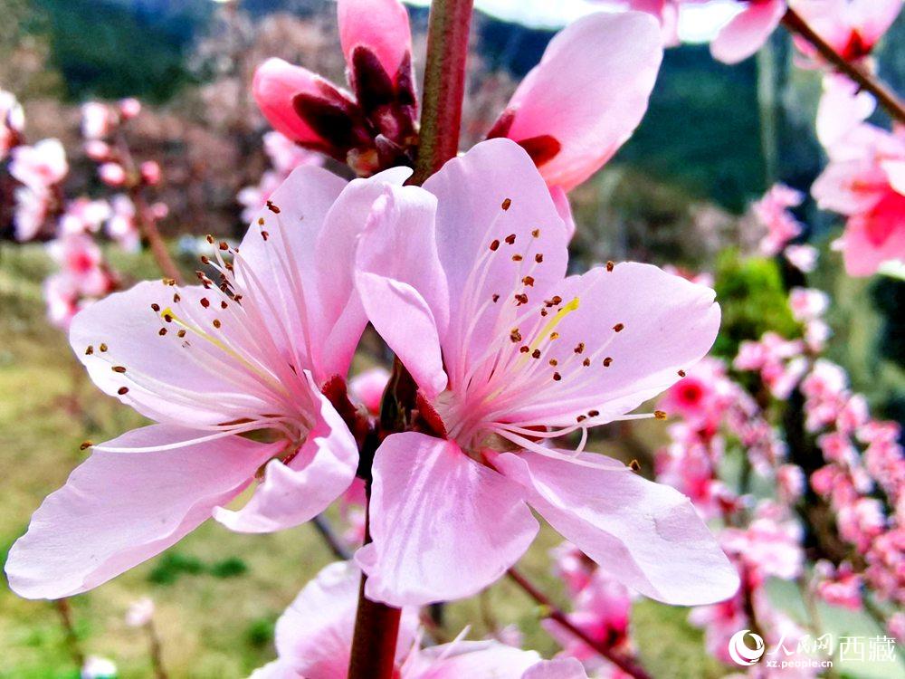 林芝桃花開。人民網(wǎng) 李海霞攝