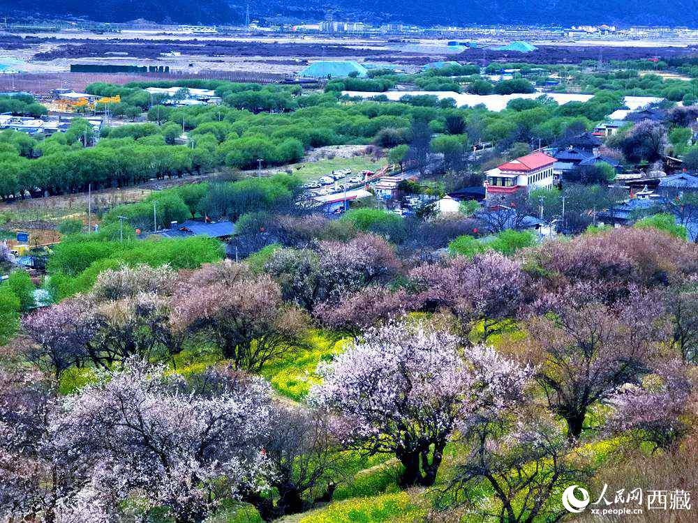漫山開放的野桃花。人民網(wǎng) 李海霞攝