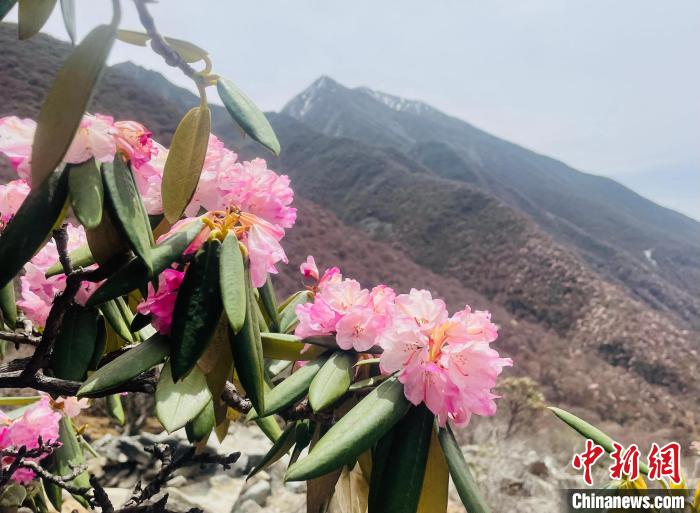 近日，西藏自治區(qū)山南市加查縣索囊溝的杜鵑花競相綻放?！∪轿木?攝