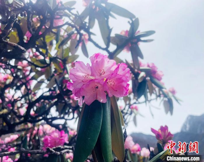 近日，西藏自治區(qū)山南市加查縣索囊溝的杜鵑花競相綻放?！∪轿木?攝