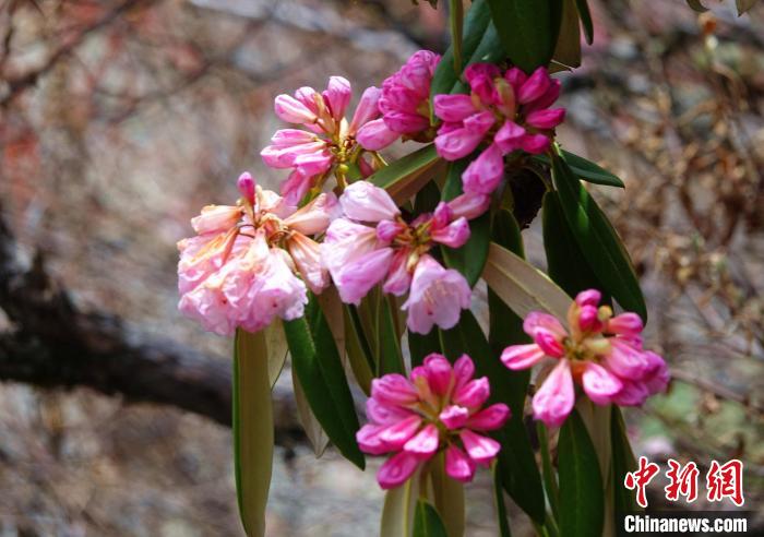 近日，西藏自治區(qū)山南市加查縣索囊溝的杜鵑花競相綻放?！∪轿木?攝