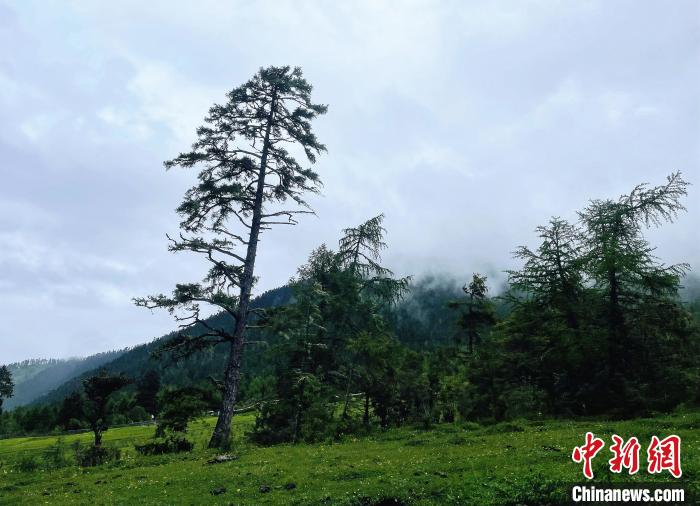 6月10日，魯朗小鎮(zhèn)高山牧場(chǎng)景區(qū)風(fēng)光?！∪轿木?攝
