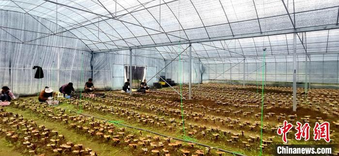 圖為紅太陽科技示范家庭農(nóng)場組織民眾采收靈芝?！∑酱胪喙﹫D
