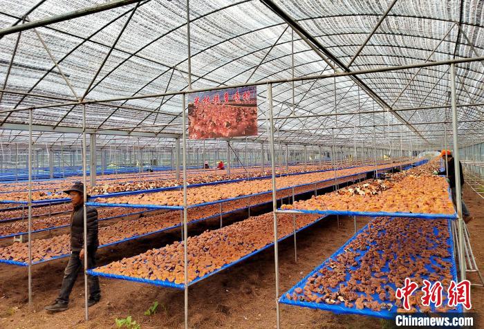 圖為紅太陽科技示范家庭農(nóng)場采收的靈芝?！∑酱胪喙﹫D