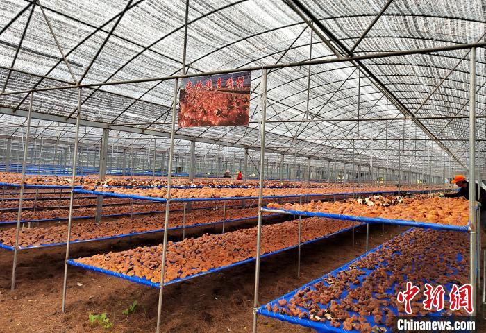 圖為紅太陽科技示范家庭農(nóng)場采收的靈芝?！∑酱胪喙﹫D