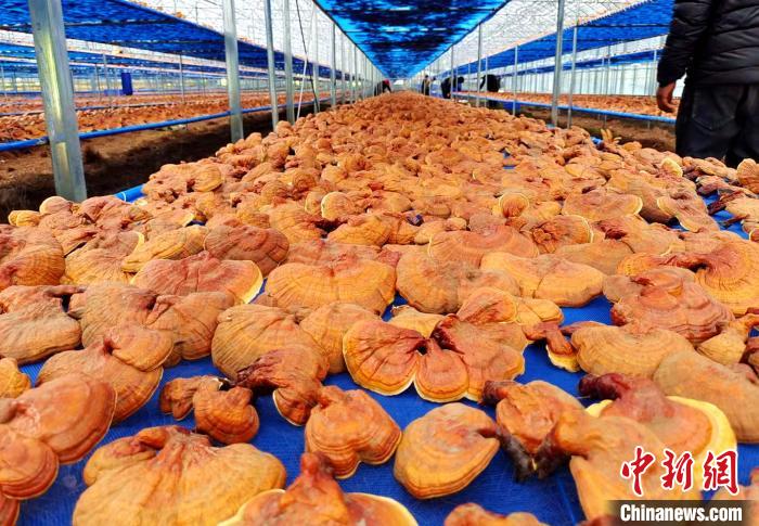 圖為紅太陽科技示范家庭農(nóng)場采收的靈芝?！∑酱胪喙﹫D