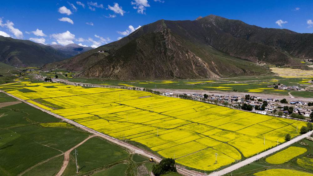 西藏墨竹工卡縣油菜農(nóng)田。