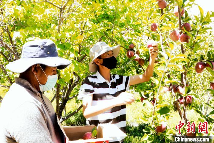 圖為西藏阿里札達縣底雅鄉(xiāng)村民在自家果園采摘果實?！“⑼?攝