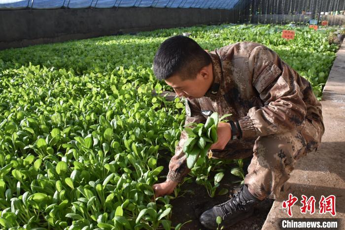圖為阿里軍分區(qū)某邊防團(tuán)官兵在溫室摘菜?！￡悋[岳 攝