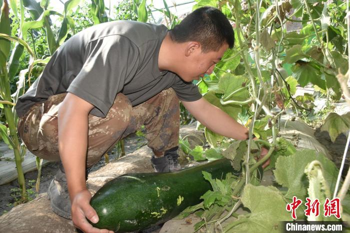 圖為阿里軍分區(qū)某邊防團(tuán)官兵在溫室摘菜?！￡悋[岳 攝