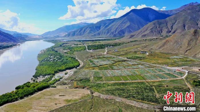 圖為桑日縣葡萄種植基地?！∩侥仙Ｈ湛h委宣傳部提供