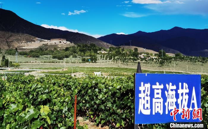 圖為桑日縣種植的葡萄?！∩侥仙Ｈ湛h委宣傳部提供