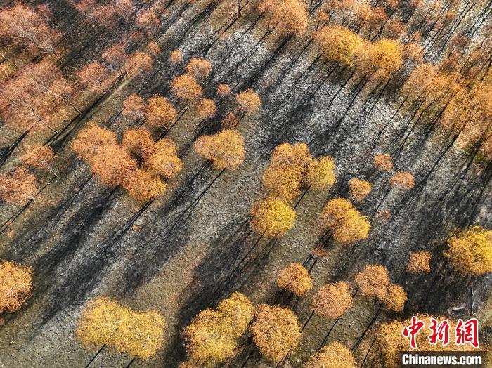 入冬時節(jié)，雅魯藏布江畔的樹林一片金黃?！《拘?攝