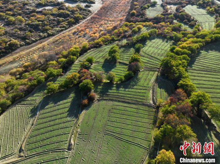 圖為11月8日，雅魯藏布江畔的高原梯田?！《拘?攝