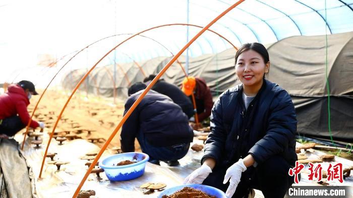 圖為農(nóng)民采收靈芝孢子粉。　鄧巴 攝