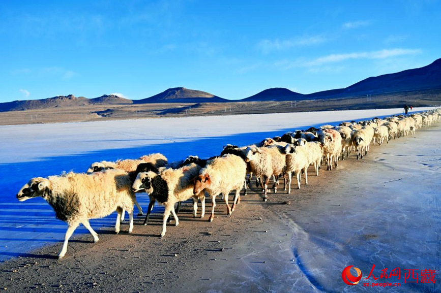 羊群排著隊穿過普莫雍錯。 人民網(wǎng) 李海霞攝