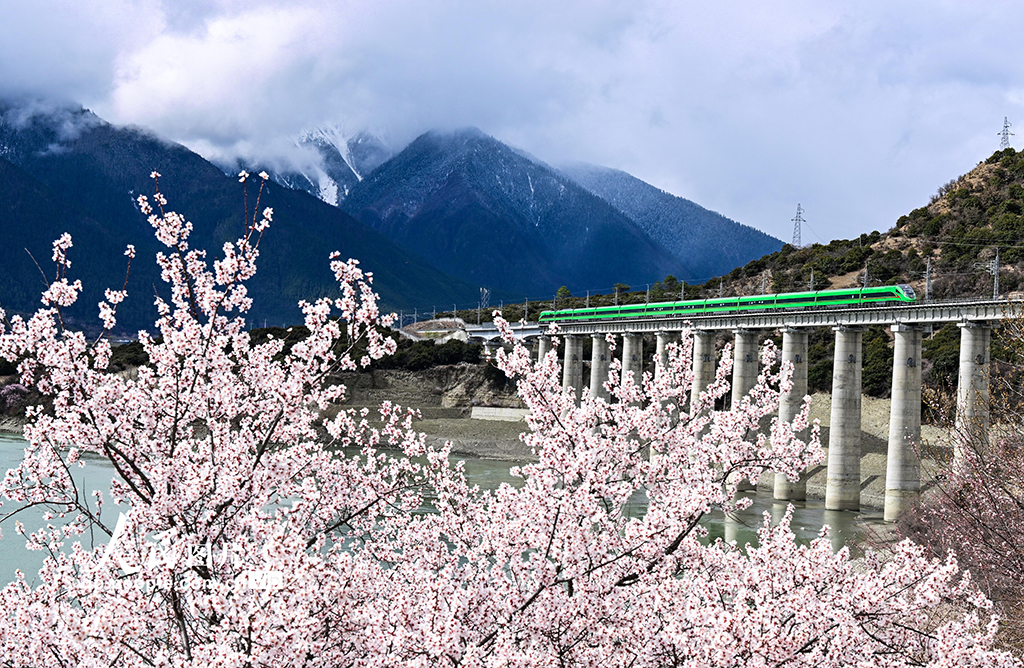 西藏林芝：雪域高原列車穿越花?！?】