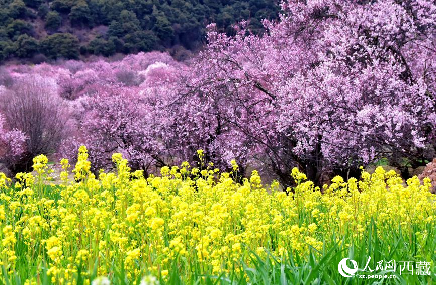 桃花與油菜花勾勒出別樣風(fēng)景。 人民網(wǎng) 李海霞攝