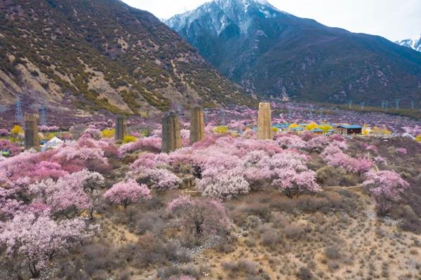 人間桃花源！林芝桃花有多絕？
