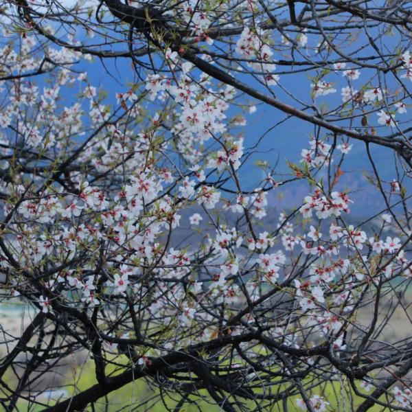 人間桃花源！林芝桃花有多絕？