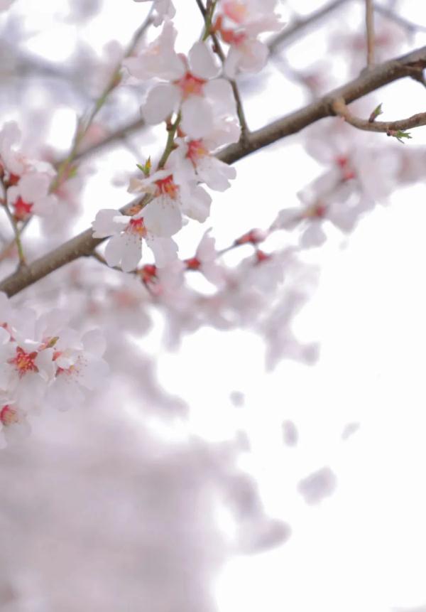 人間桃花源！林芝桃花有多絕？