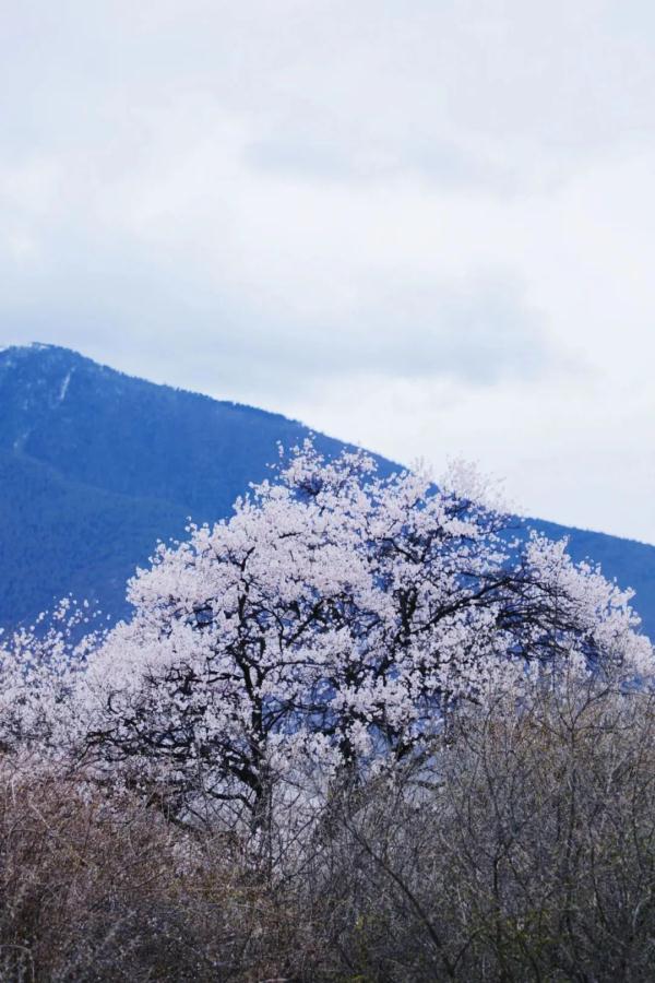 人間桃花源！林芝桃花有多絕？