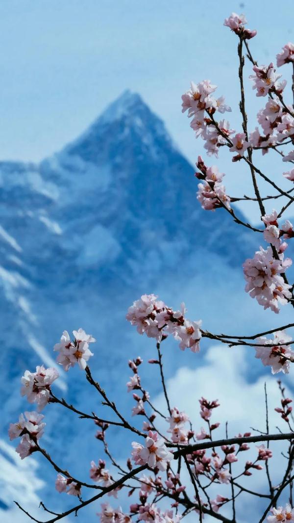 人間桃花源！林芝桃花有多絕？
