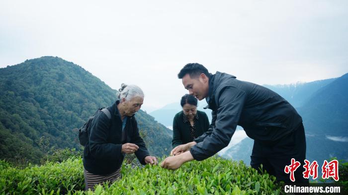 圖為銀發(fā)旅游體驗(yàn)團(tuán)兩位老人體驗(yàn)采茶?！∥鞑貙?zhuān)項(xiàng)旅游協(xié)會(huì)供圖