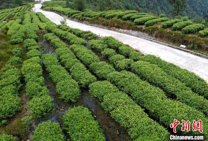 圖為西藏林芝市墨脫縣背崩鄉(xiāng)格林村山頂?shù)木坝^茶園。(無人機(jī)照片) 李林 攝