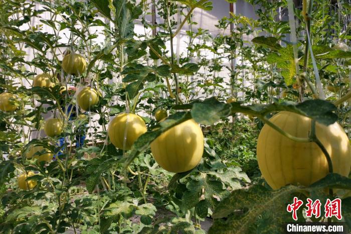 圖為康馬縣大棚內(nèi)的金太陽西瓜?！⒔ㄜ?攝