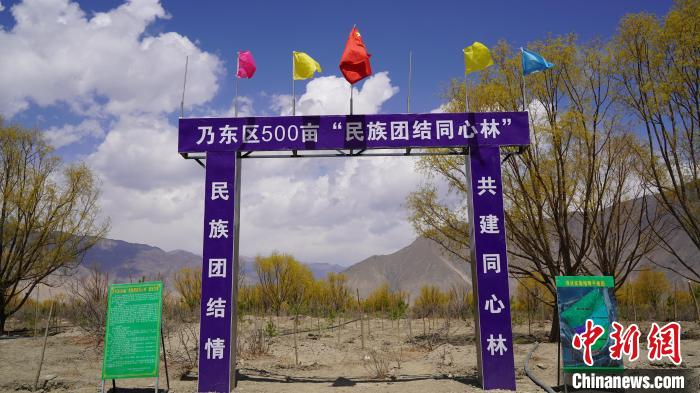 圖為“民族團結同心林”項目。　乃東融媒供圖