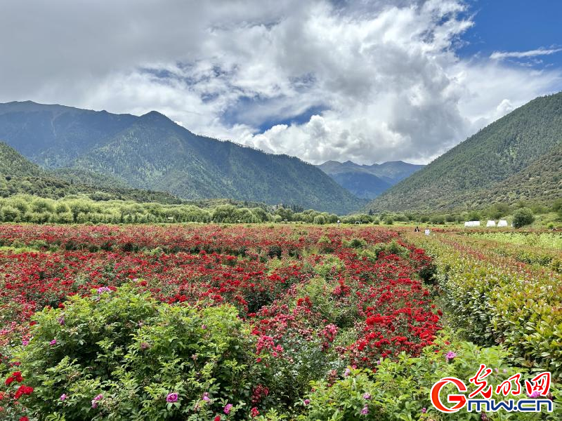我們的家園丨工布花谷：高原花開香飄全國，產(chǎn)業(yè)經(jīng)濟增收致富