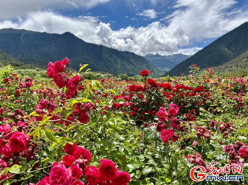 我們的家園丨【組圖】 綠水青山入畫，“金山銀山”筑起