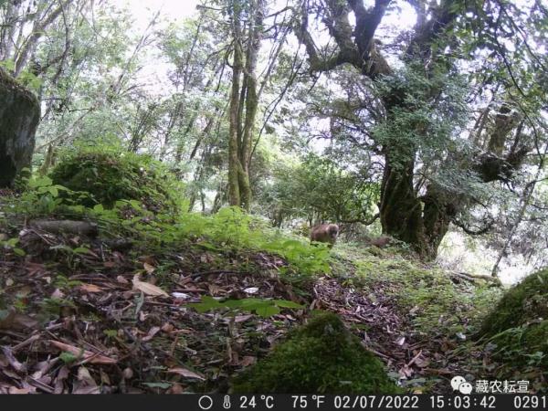 西藏色季拉山發(fā)現(xiàn)雪豹、白頰獼猴等多種珍稀野生動物